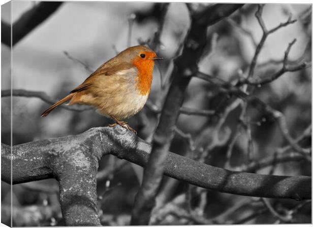 Robin bird in tree black and white Canvas Print by mark humpage