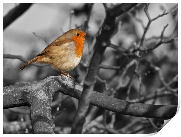 Robin bird in tree black and white Print by mark humpage