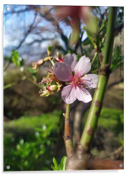 Almond blossom  Acrylic by Tara Font