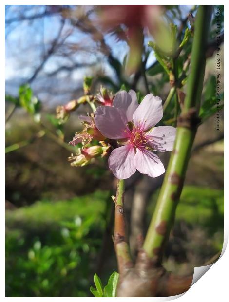 Almond blossom  Print by Tara Font