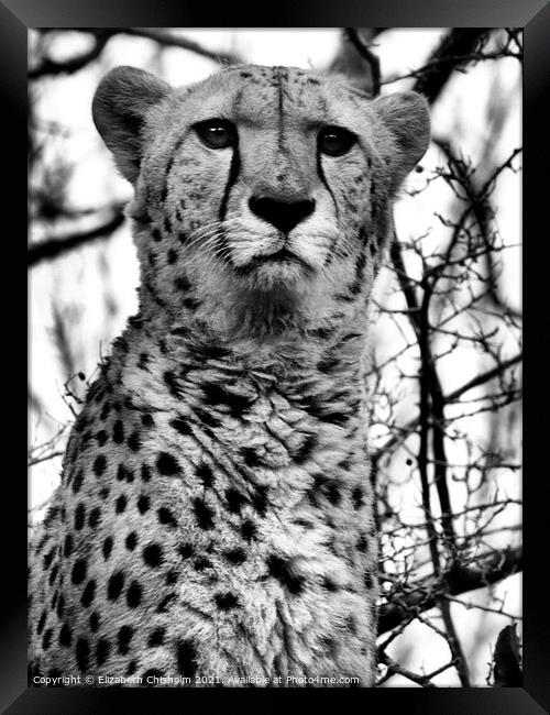 Cheetah in Black and White Framed Print by Elizabeth Chisholm