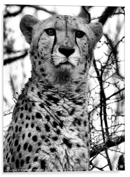 Cheetah in Black and White Acrylic by Elizabeth Chisholm
