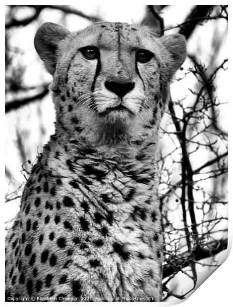Cheetah in Black and White Print by Elizabeth Chisholm