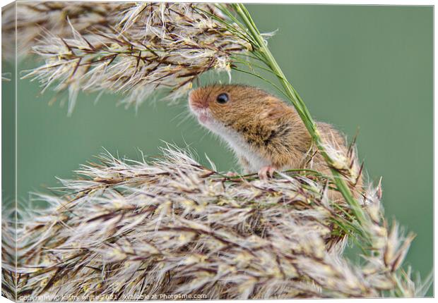Harvest Mouse,Harvest  mice,nature wildlife  Canvas Print by kathy white