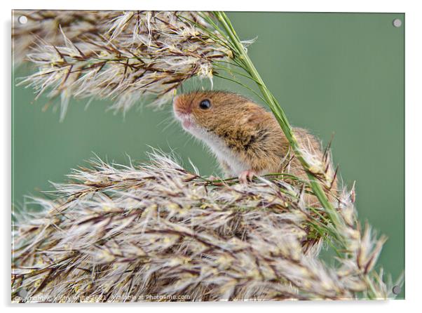 Harvest Mouse,Harvest  mice,nature wildlife  Acrylic by kathy white