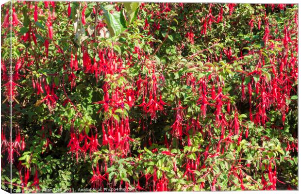 Fuchsia bush with red pendulous flowers Canvas Print by Allan Bell