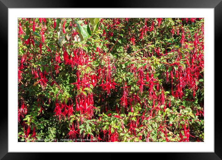 Fuchsia bush with red pendulous flowers Framed Mounted Print by Allan Bell