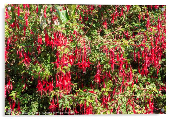 Fuchsia bush with red pendulous flowers Acrylic by Allan Bell
