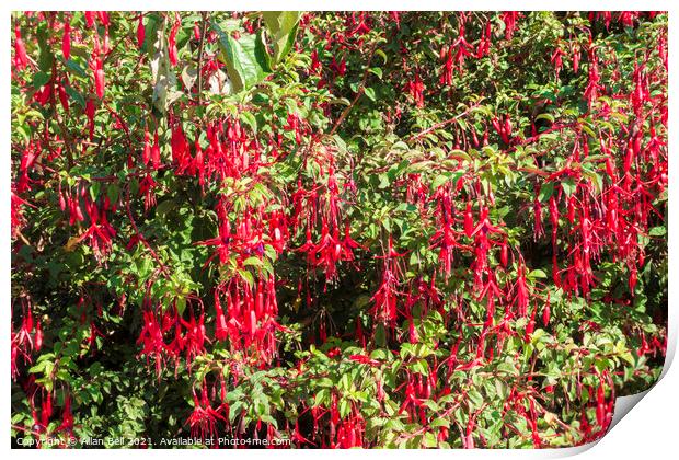 Fuchsia bush with red pendulous flowers Print by Allan Bell