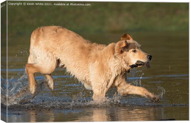 Golden retriever splashing about in pond Canvas Print by Kevin White