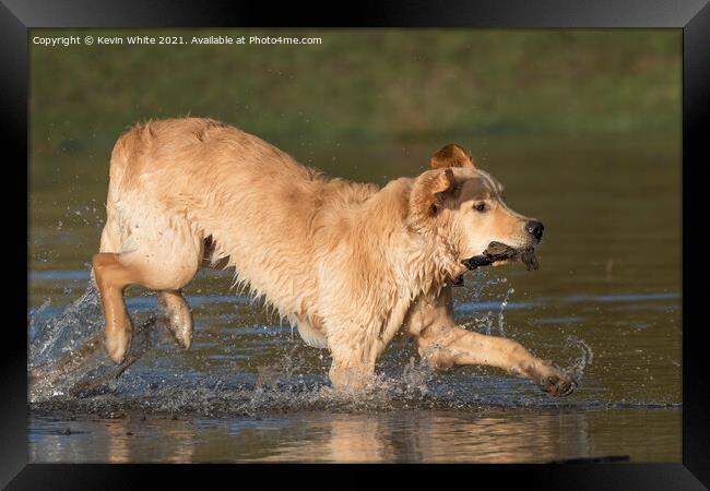 Golden retriever splashing about in pond Framed Print by Kevin White