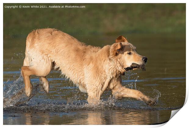 Golden retriever splashing about in pond Print by Kevin White