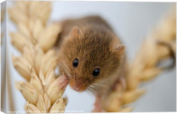 Harvest Mouse, Tiny Harvest on Ear of Corn Canvas Print by kathy white