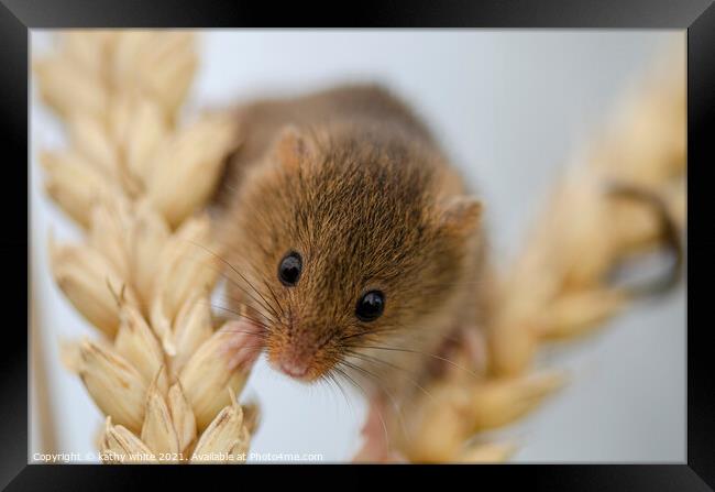 Harvest Mouse, Tiny Harvest on Ear of Corn Framed Print by kathy white