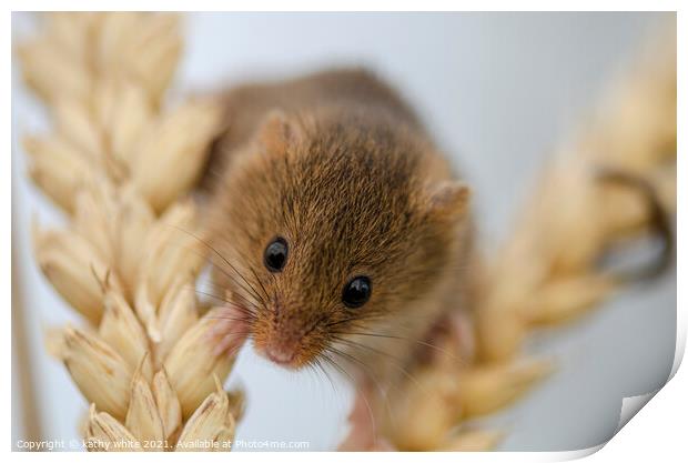 Harvest Mouse, Tiny Harvest on Ear of Corn Print by kathy white