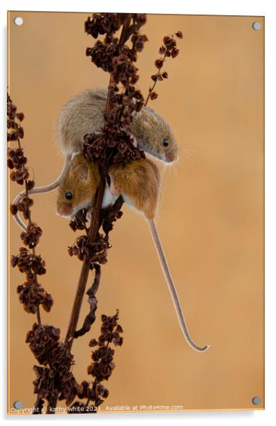 Delicate Harvest Mouse Nibbles on Wheat Acrylic by kathy white