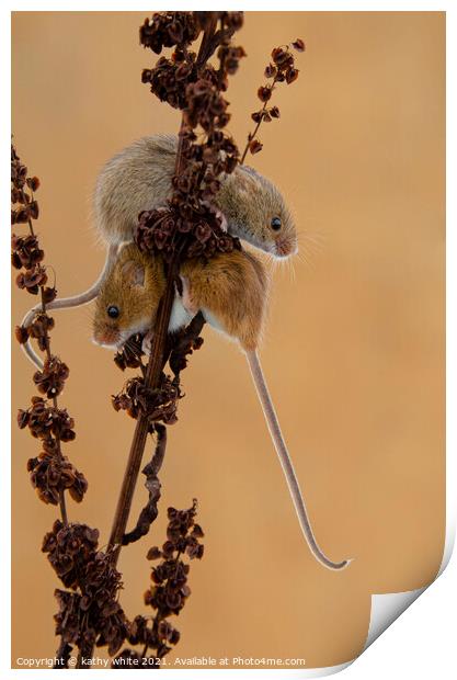 Delicate Harvest Mouse Nibbles on Wheat Print by kathy white