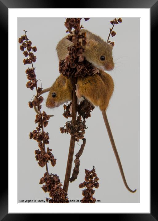Two Harvest Mouse, Tiny Harvest mice Framed Mounted Print by kathy white
