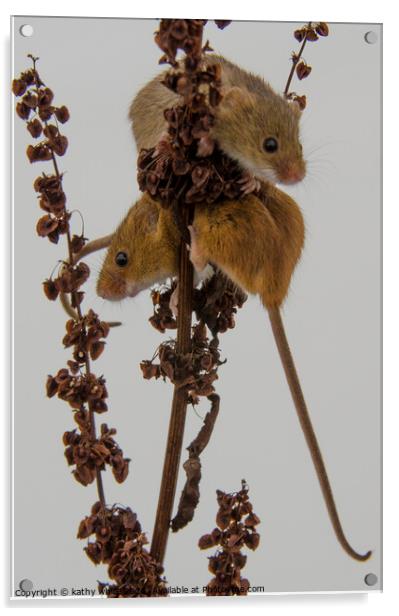 Two Harvest Mouse, Tiny Harvest mice Acrylic by kathy white