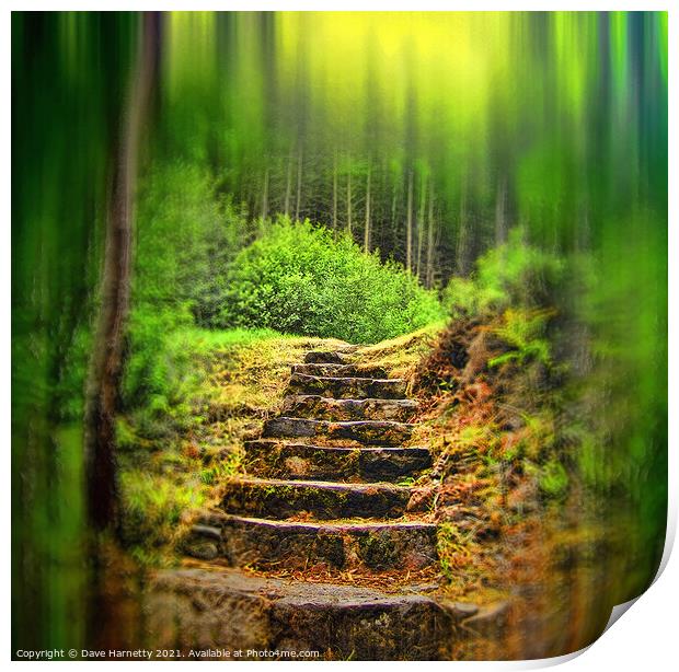A Path to the Forest Print by Dave Harnetty