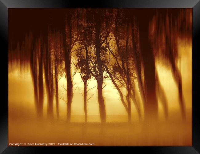 Morning Tree Silhouttes Framed Print by Dave Harnetty