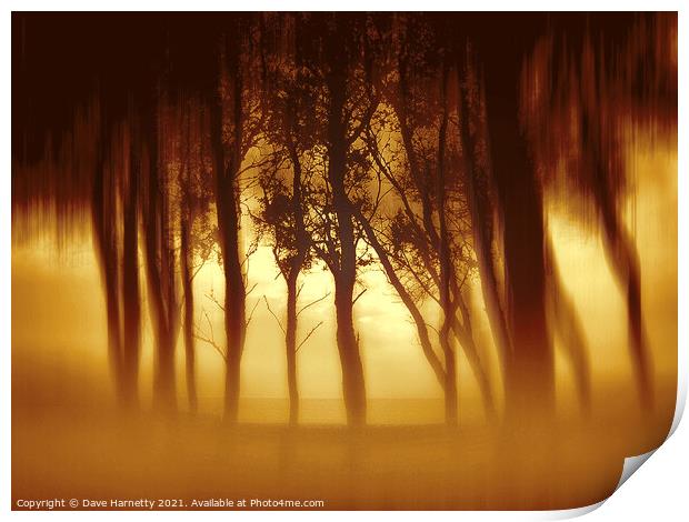 Morning Tree Silhouttes Print by Dave Harnetty