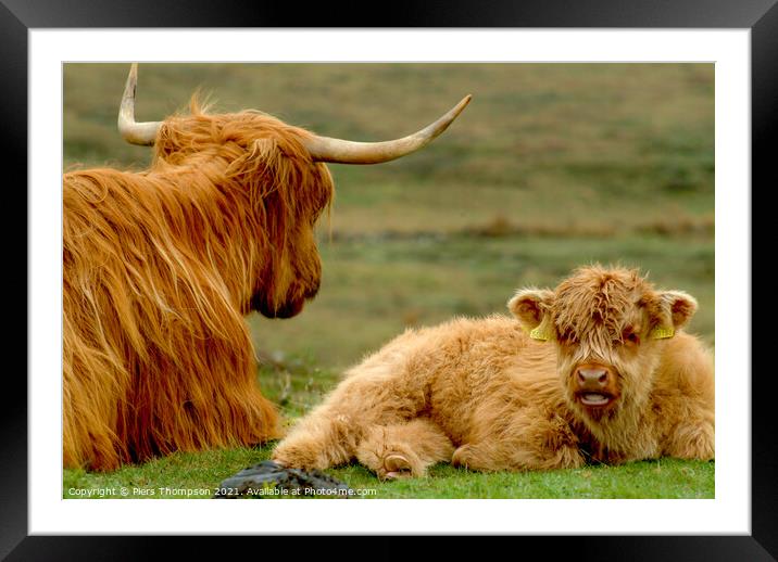 Mother and baby highland cattle Framed Mounted Print by Piers Thompson