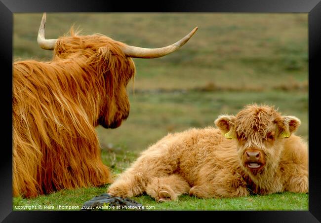 Mother and baby highland cattle Framed Print by Piers Thompson