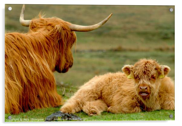 Mother and baby highland cattle Acrylic by Piers Thompson