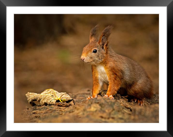 Cute red squirrel Framed Mounted Print by Vicky Outen
