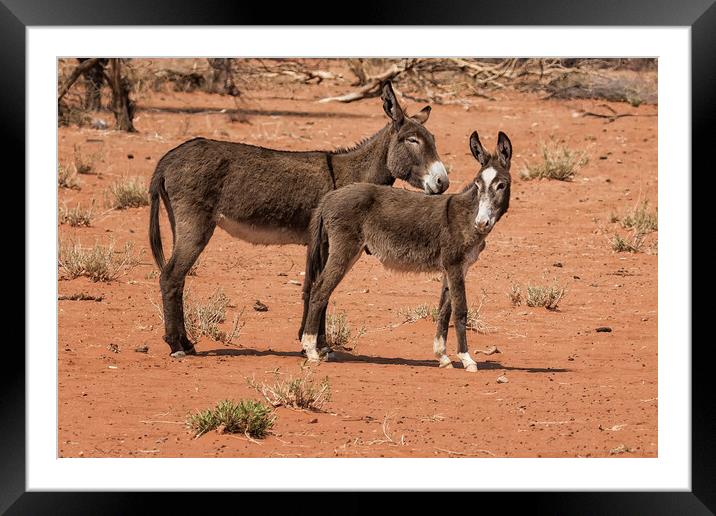 Donkeys in Damaraland Framed Mounted Print by Belinda Greb