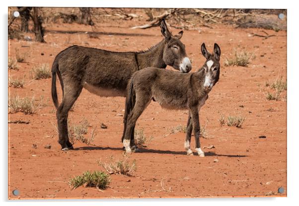 Donkeys in Damaraland Acrylic by Belinda Greb