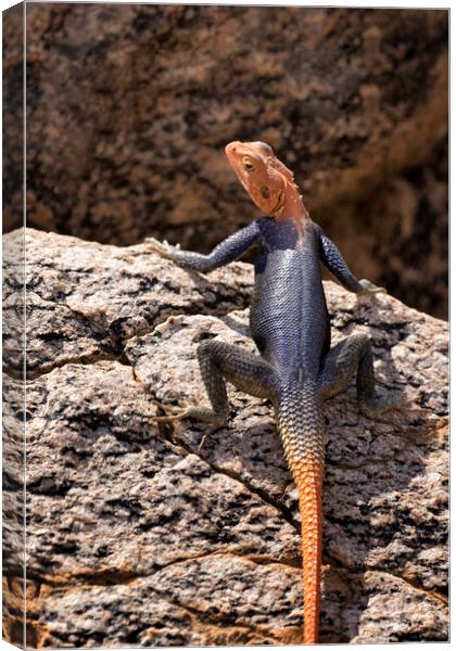 Closer View of a Male Namib Rock Agama Canvas Print by Belinda Greb
