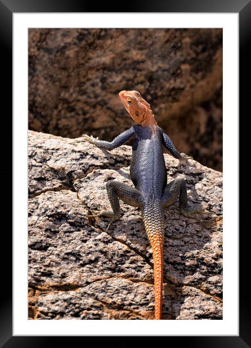 Closer View of a Male Namib Rock Agama Framed Mounted Print by Belinda Greb