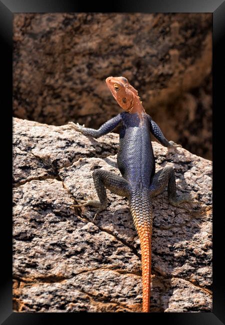 Closer View of a Male Namib Rock Agama Framed Print by Belinda Greb