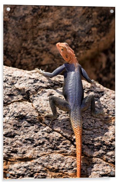 Closer View of a Male Namib Rock Agama Acrylic by Belinda Greb