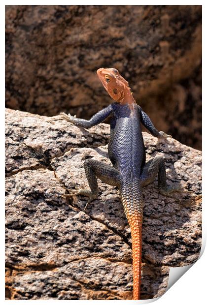 Closer View of a Male Namib Rock Agama Print by Belinda Greb