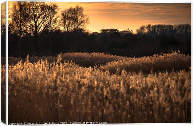 Last light over the Reeds Canvas Print by Peter Anthony Rollings
