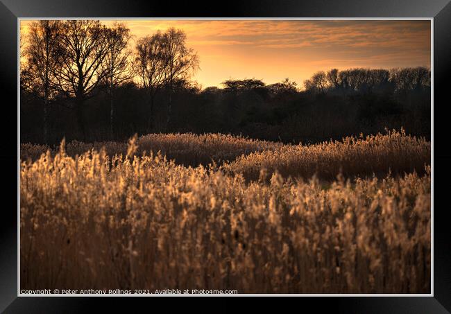 Last light over the Reeds Framed Print by Peter Anthony Rollings
