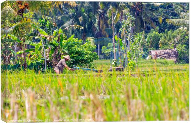 Farmer at work in the rice fields Canvas Print by Kevin Hellon