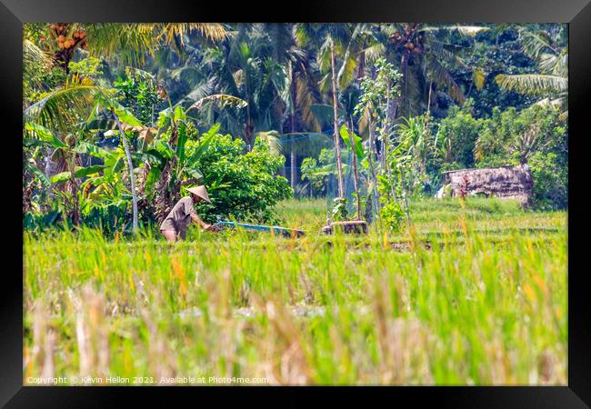 Farmer at work in the rice fields Framed Print by Kevin Hellon