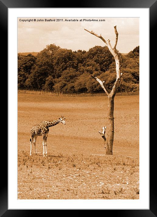 Giraffe Framed Mounted Print by John Basford