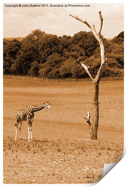 Giraffe Print by John Basford