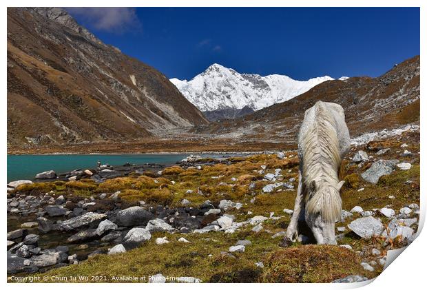 A white horse by Gokyo lake surrounded by snow mountains of Himalayas in Nepal Print by Chun Ju Wu