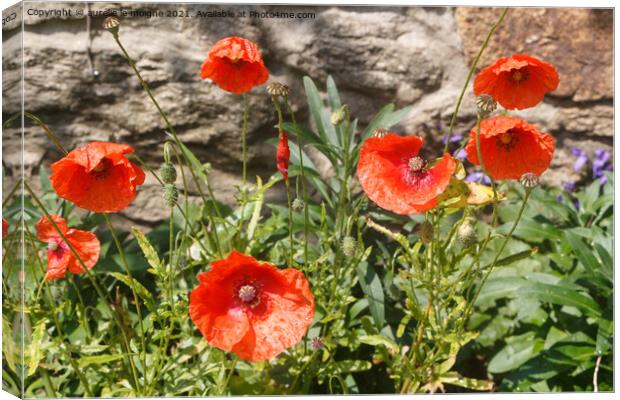 Red poppies in a garden Canvas Print by aurélie le moigne