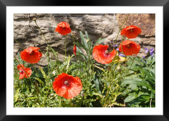 Red poppies in a garden Framed Mounted Print by aurélie le moigne
