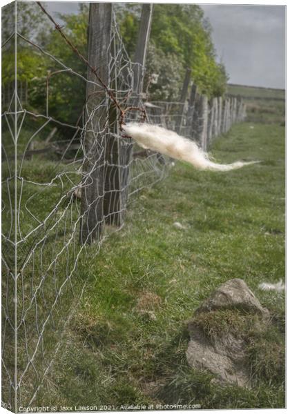 Fleece on a fence in Coverdale Canvas Print by Jaxx Lawson