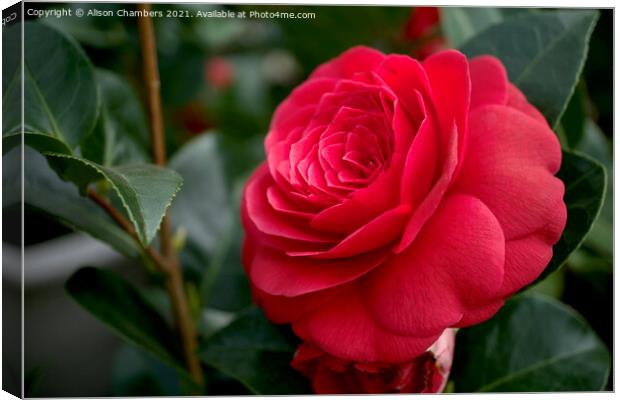 Camellia Flower Canvas Print by Alison Chambers