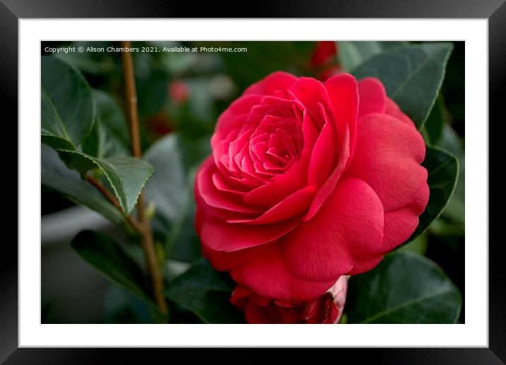 Camellia Flower Framed Mounted Print by Alison Chambers