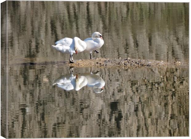 Pair of swans on water with reflections. Canvas Print by mark humpage